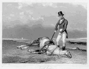 Beat A Dead Horse Silly GIF