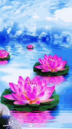 Beautiful Lotus GIF