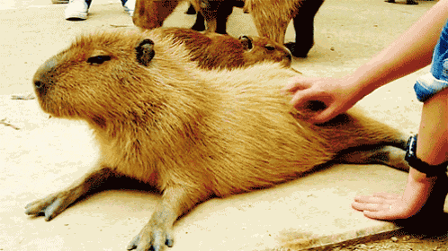 Beaver GIF
