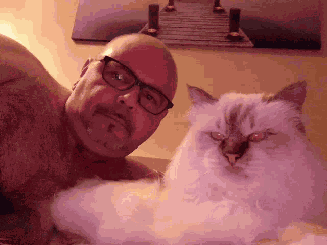 Bed Time Cat GIF