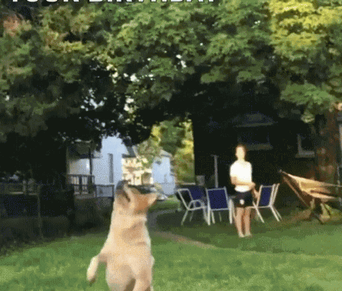 Belated Birthday GIF