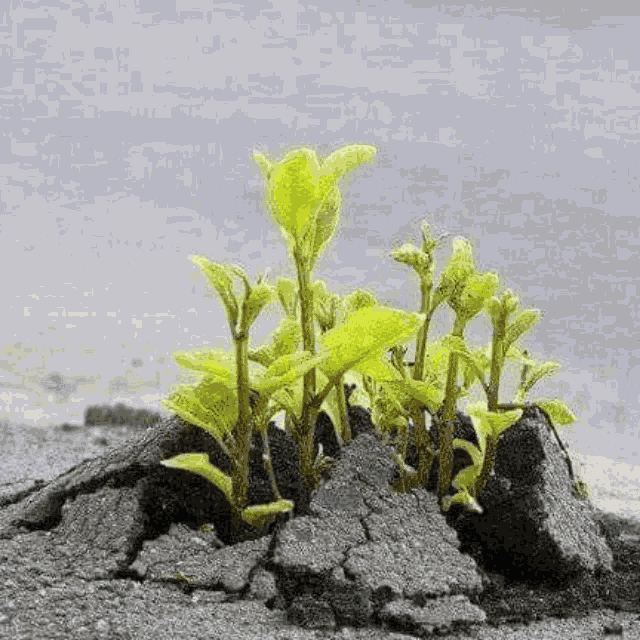 Benyettou Plant GIF