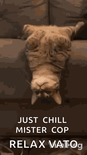 Best Behavior Behave GIF