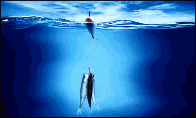 Best Charter Fishing Fishing Charters Bahamas GIF