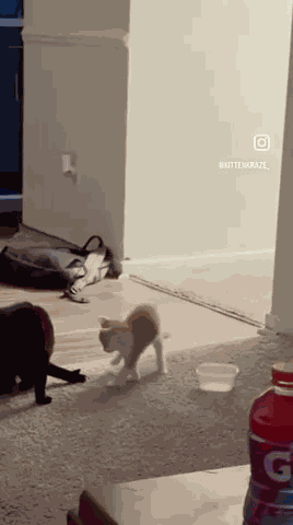 Betnyland Cat Attack GIF