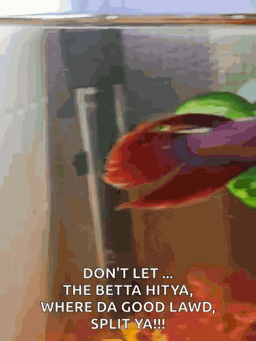 Betta Betta Fish GIF