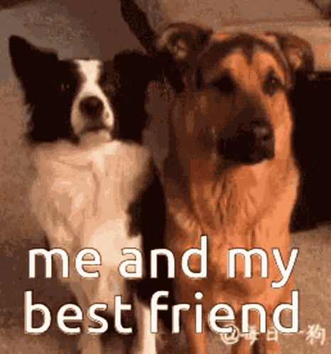 Bff GIF
