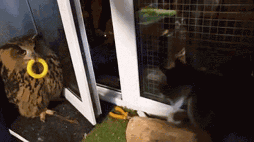 Big Angry Owl GIF