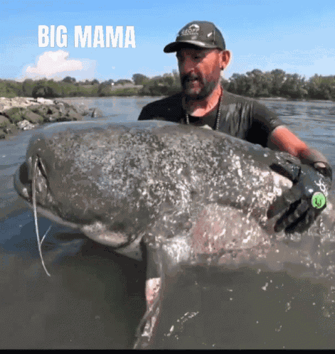 Big Mama Catfish World GIF