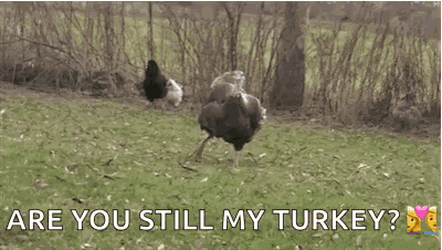 Big Neck Dancing Turkey GIF