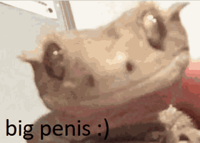 Bigpenis Lizard Meme