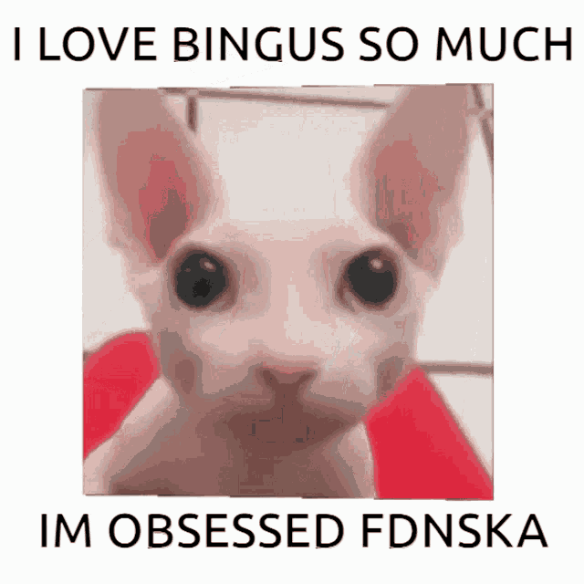Bingus I Love Bingus GIF