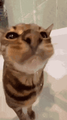 Biolit GIF GIF