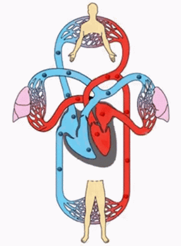 Biologi GIF