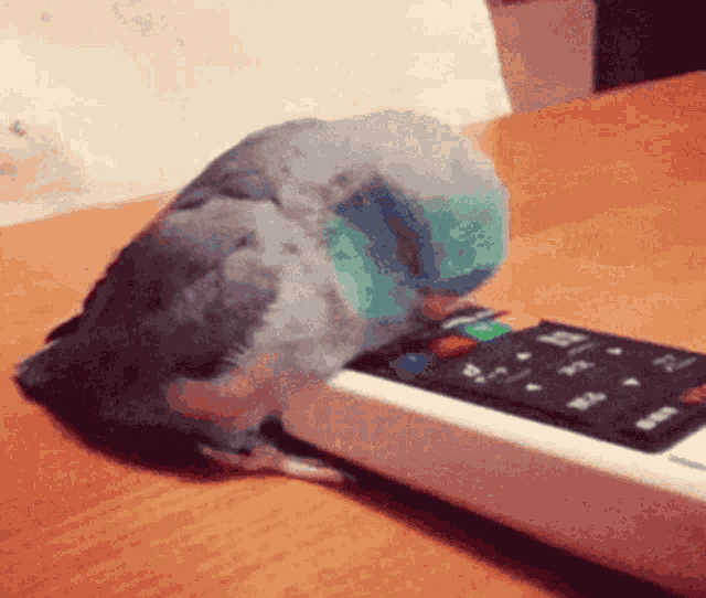 Birb Bird GIF