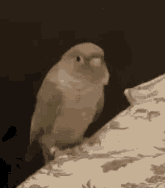 Birb GIF