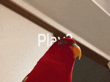 Birb Play GIF