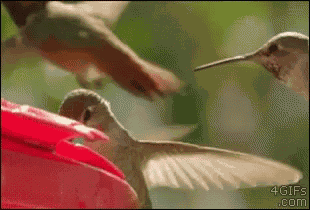 Bird Birds GIF