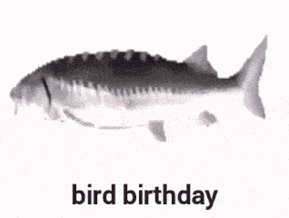 Bird Birthday Fish GIF