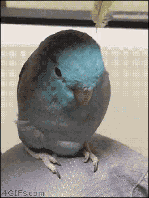 Bird Bunny GIF