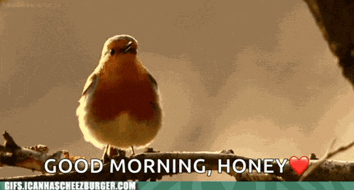 Bird Cute GIF
