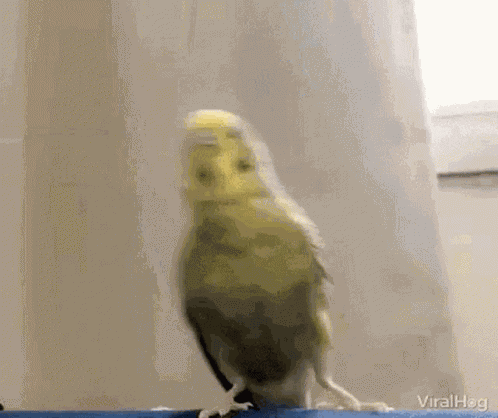 Bird Cute GIF