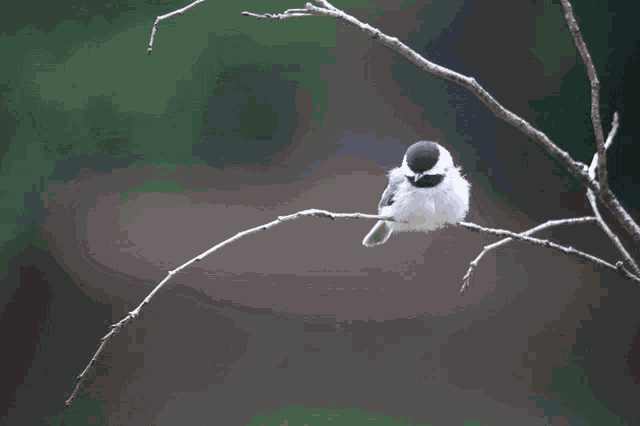 Bird Cute GIF