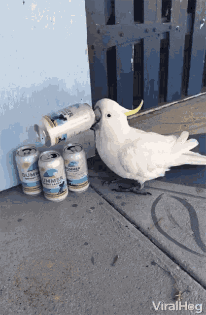 Bird Drinking GIF