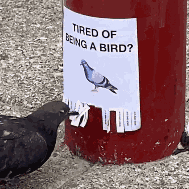 Bird Fml GIF