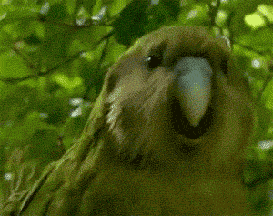 Bird Head Jam GIF