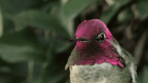 Bird Humming Bird GIF