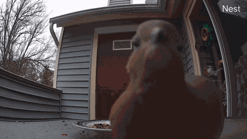 Bird Mourning Dove GIF