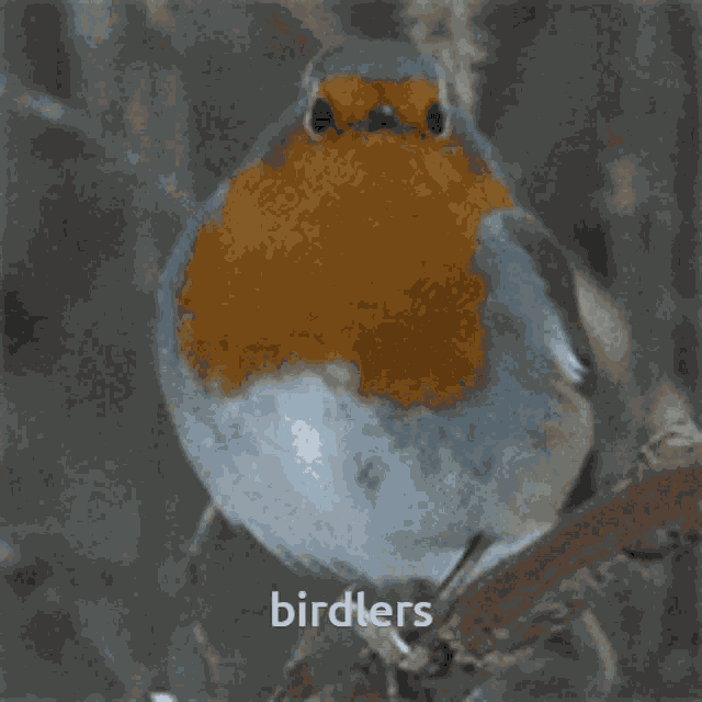 Bird GIF