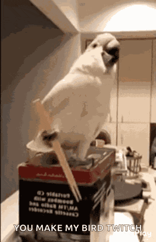 Bird Parrot GIF