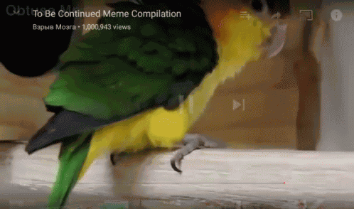 Bird To Be Continued GIF