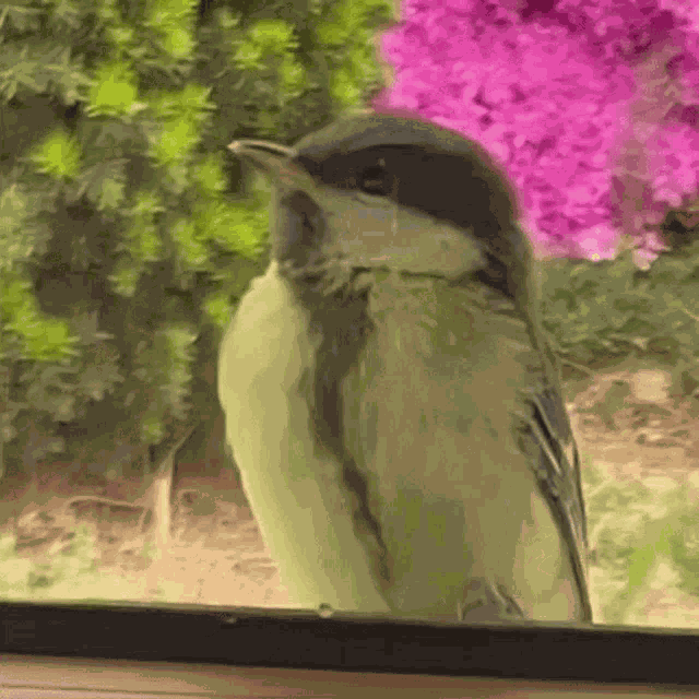 Bird Tomtit GIF