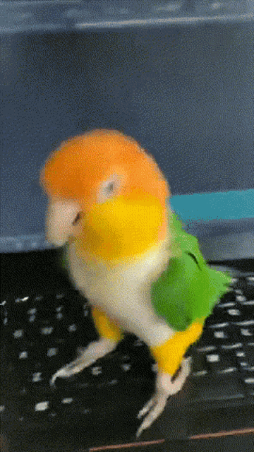 Bird Work GIF