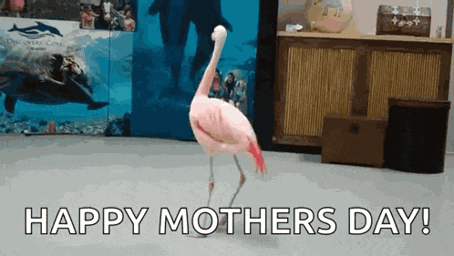 Birds Flamingos GIF