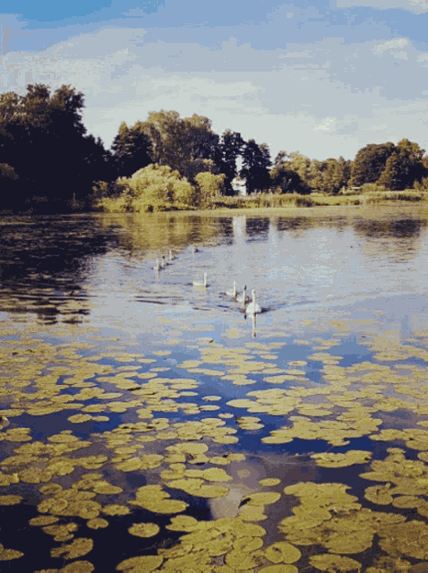 Birds Nature GIF