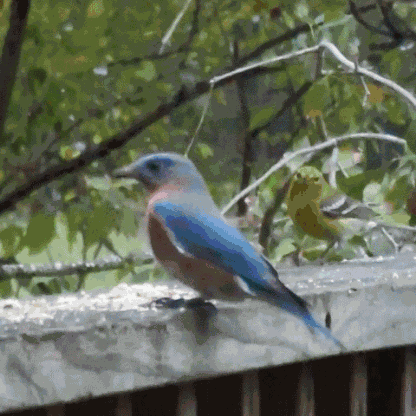 Birds Warbler Bluebird Robin Yelling GIF