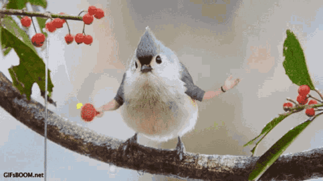 Birds With Arms Bird GIF