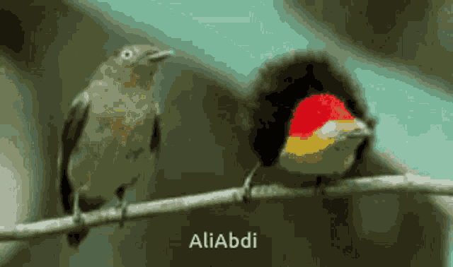 Birds GIF