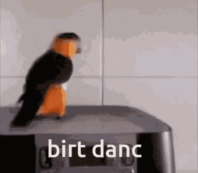 Birt Dance Cute GIF
