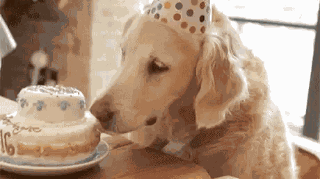 Birthday Cake Happy Birthday GIF