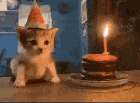 Birthday Cat Happy Birthday GIF