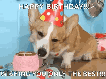 Birthday Corgi GIF