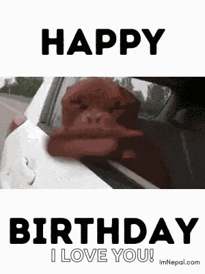 Birthday Wishes Birthday For Dog Lovers GIF