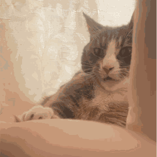 Bite Cat GIF