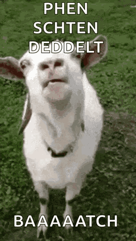 Bla Bla Bla GIF
