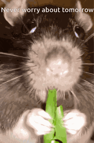 Black Album Weezer GIF